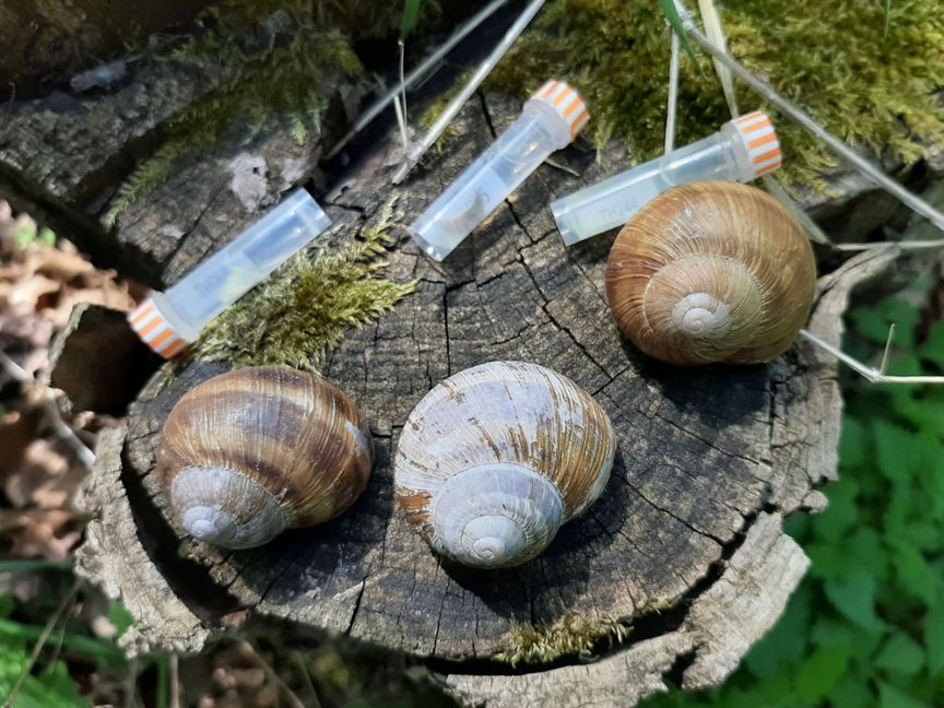 drei Schneckenhäuser auf Baumstamm und drei Plastikröhrchen