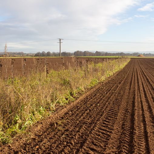 braches Feld neben bewachsenem Feld