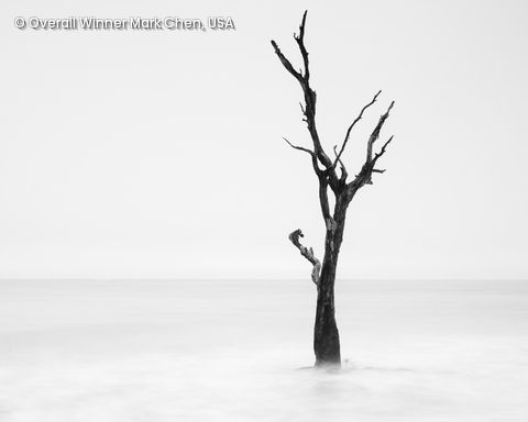 Baum ohne Blätter in Schwarz-Weiß