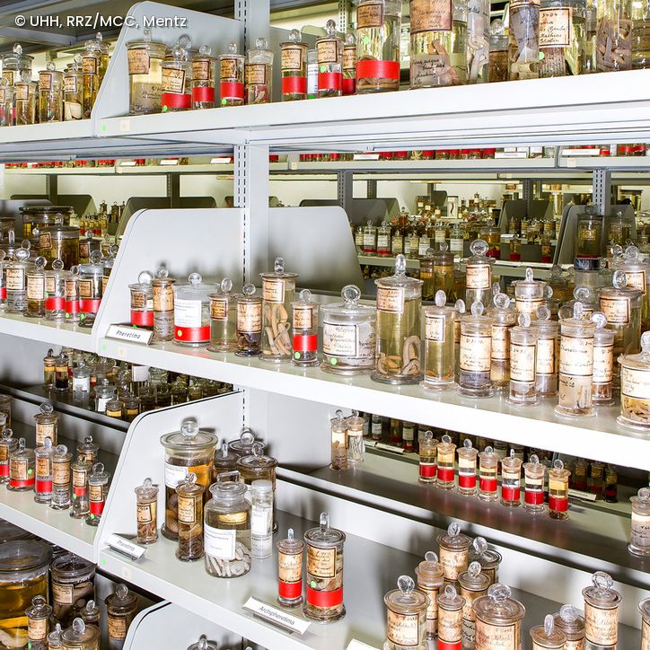 Sammlung mit Präparaten in Glasgefäßen