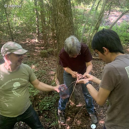 3 Forscher, die im Wald etwas untersuchen