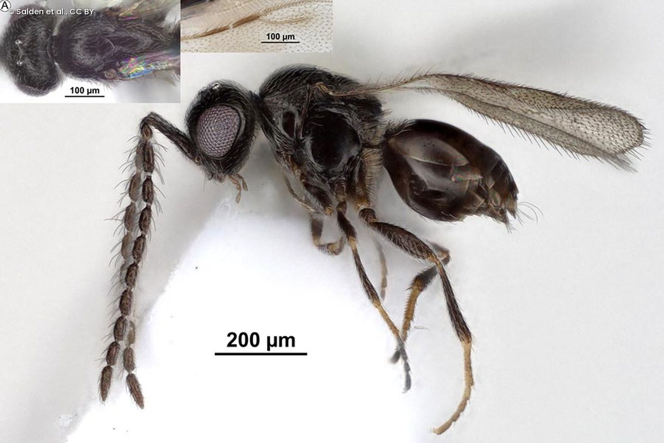 Aphanogmus bispinatus sp. nov. (männlich)