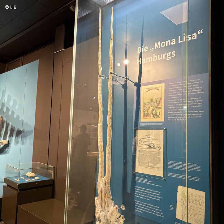 Der Hamburger Narwal im Museum der Natur Hamburg