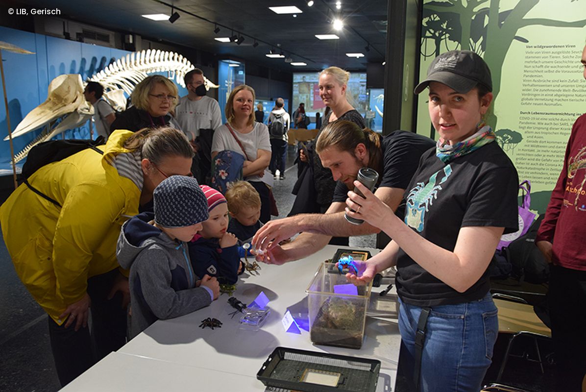 Skorpion Station im Zoologischen Museum
