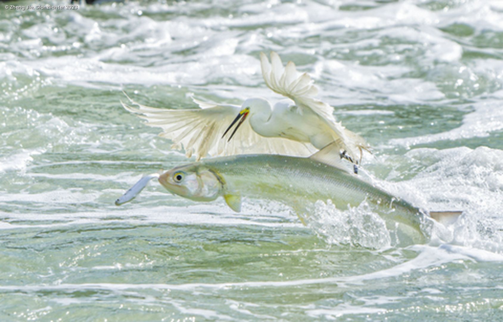 2 Fische springen aus dem Wasser und ein weißer Vogel