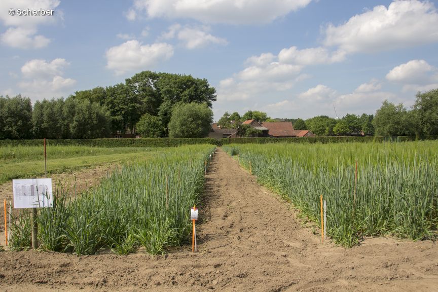 Feld auf dem verschiedene Sträucher wachsen, Häuser im Hintergrund
