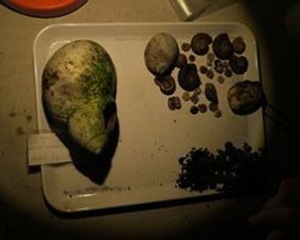 Verschiedene gesammelte Schneckenhäuser