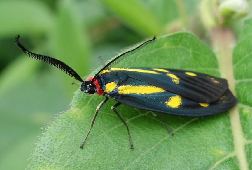 Käfer auf Blatt