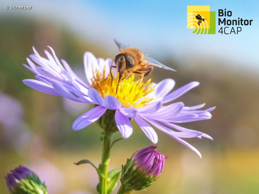 Biene trinkt Nektar aus Blume
