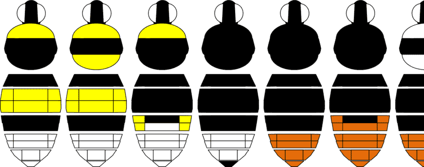 Zeichnung von Bienen mit Mustern
