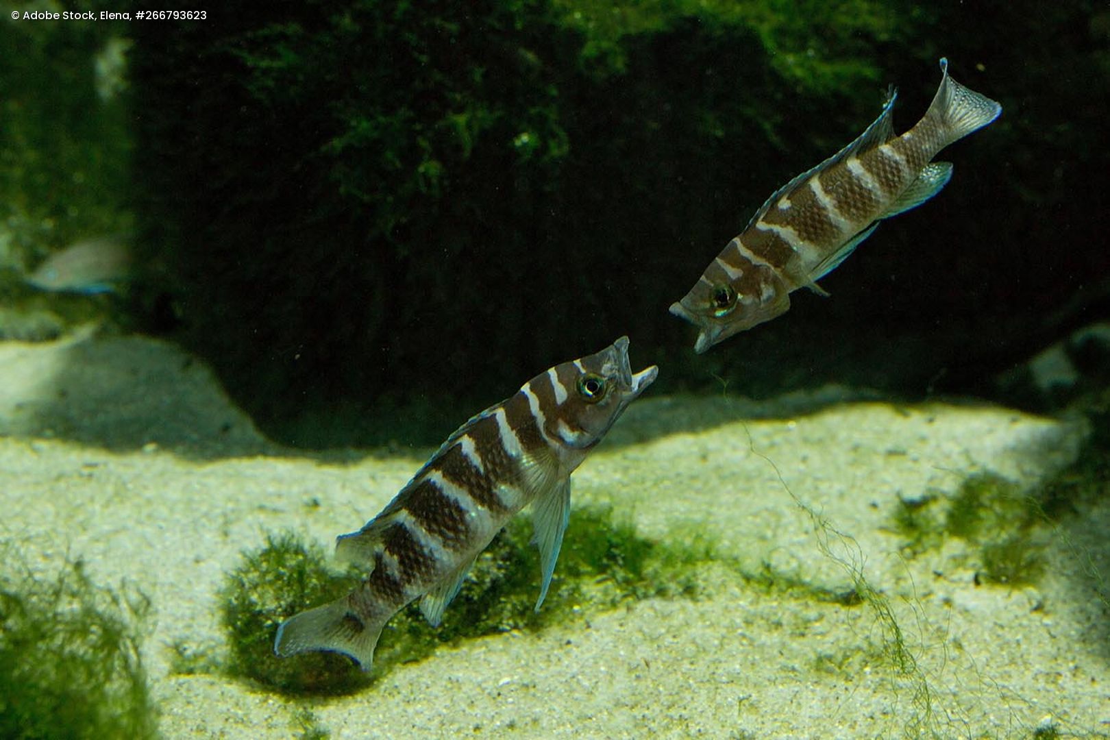 Zwei Neolamprologus cylindricus, zylindrische Buntbarsche mit gestreiftem Muster, schwimmen über sandigem Grund vor dunklem Hintergrund.