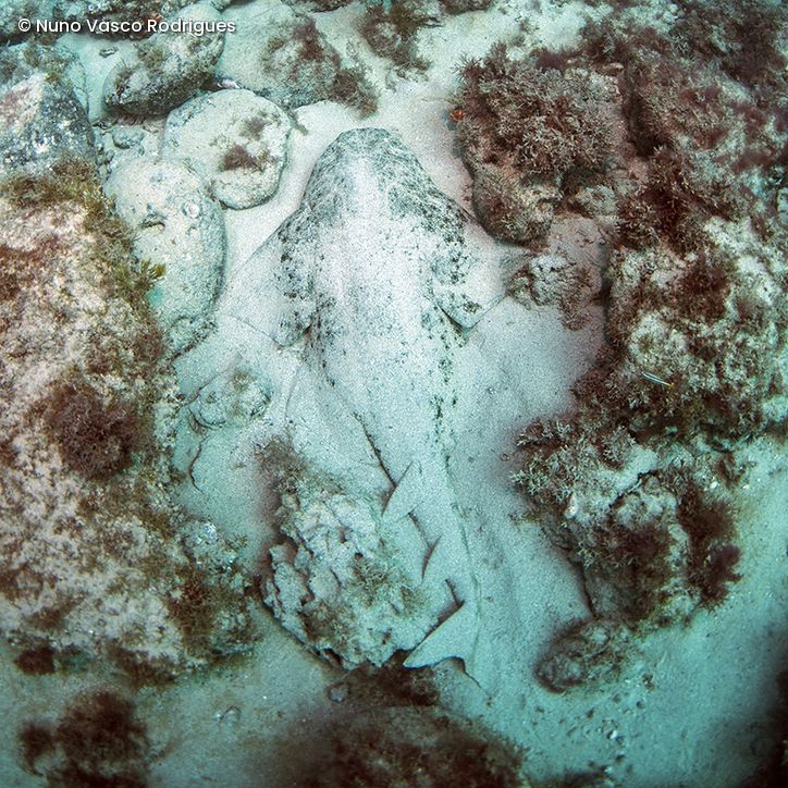 Engelhai liegt auf sandigem Meeresboden umgeben von Felsen und Algen