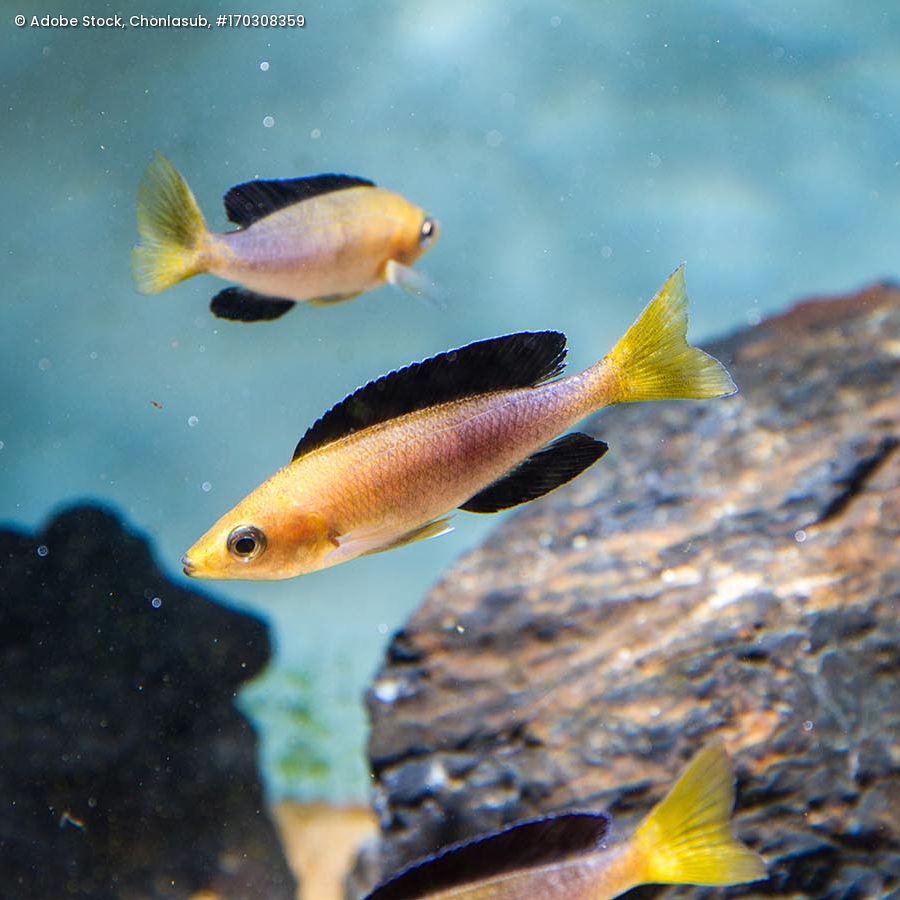 Zwei Cyprichromis sp. "Leptosoma Jumbo" (Tricolor) Buntbarsche aus dem Tanganjikasee schwimmen vor Felsen im Wasser.