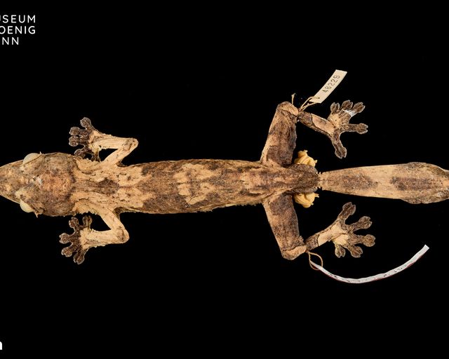 Uroplatus henkeli