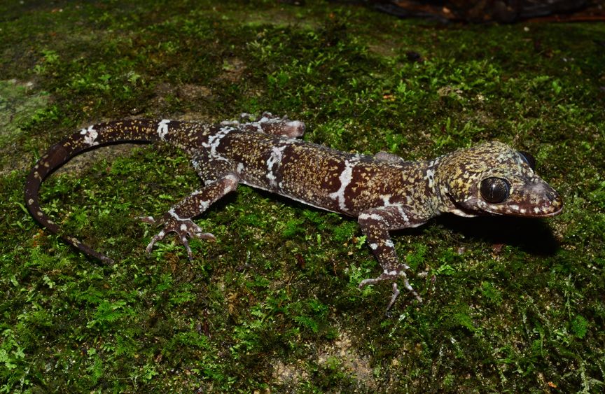 Gecko auf Moosuntergrund