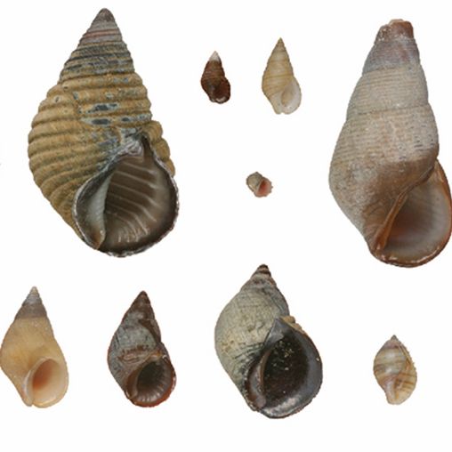 Verschiedene gedrehte Muscheln