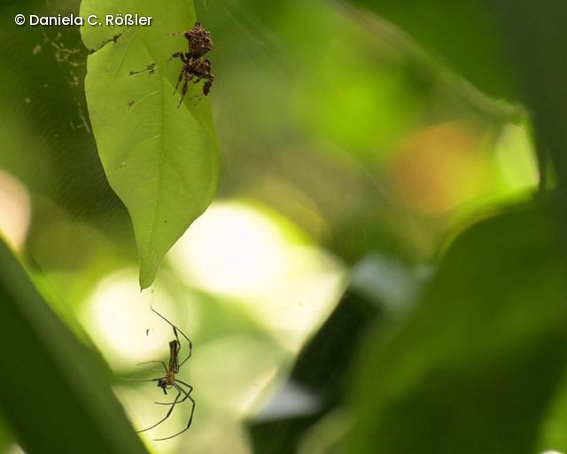 Die Springspinne Portia fimbriata klettert an einem Blatt, während eine Radnetzspinne in ihrem Netz darüber sitzt.