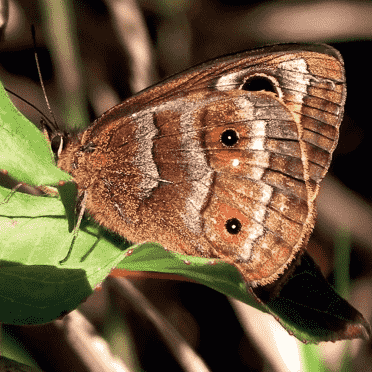 Calisto Schmetterlinge