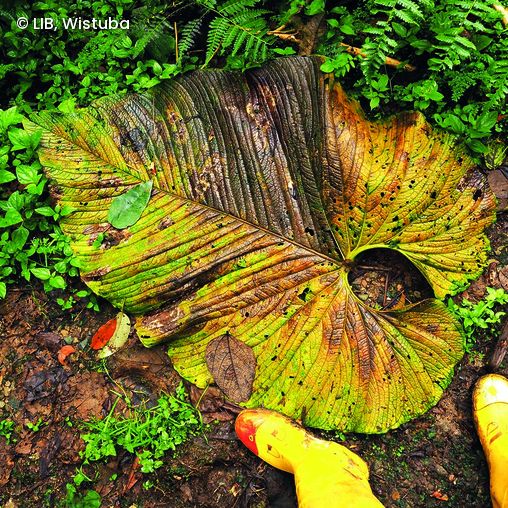 Großes, teilweise verwelktes Blatt auf feuchtem Waldboden umgeben von grünem Laub und gelben Gummistiefeln