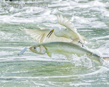 2 Fische springen aus dem Wasser und ein weißer Vogel
