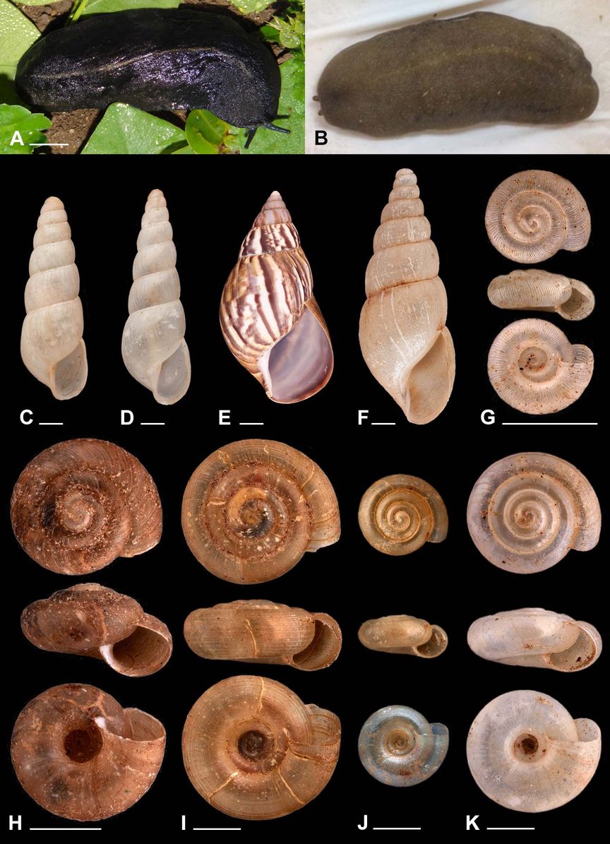 2 Nacktschnecken und verschiedne Schneckenhäuser