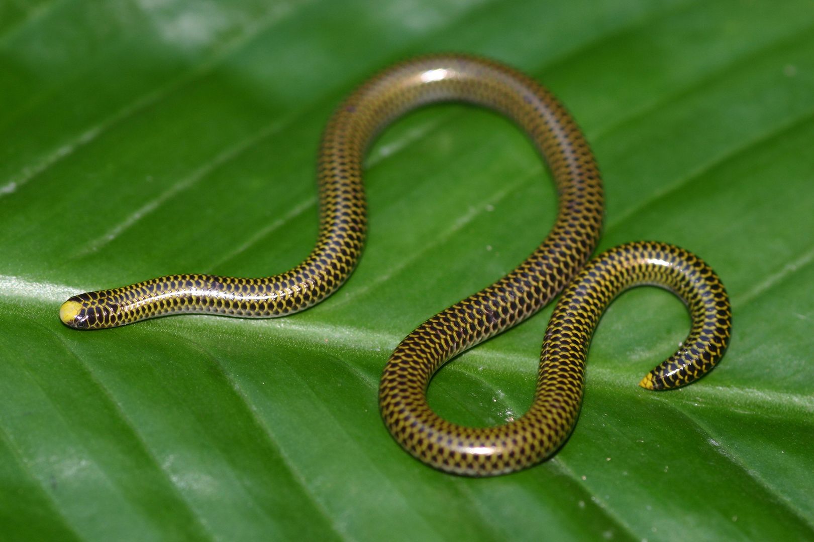 Epictia antoniogarciai