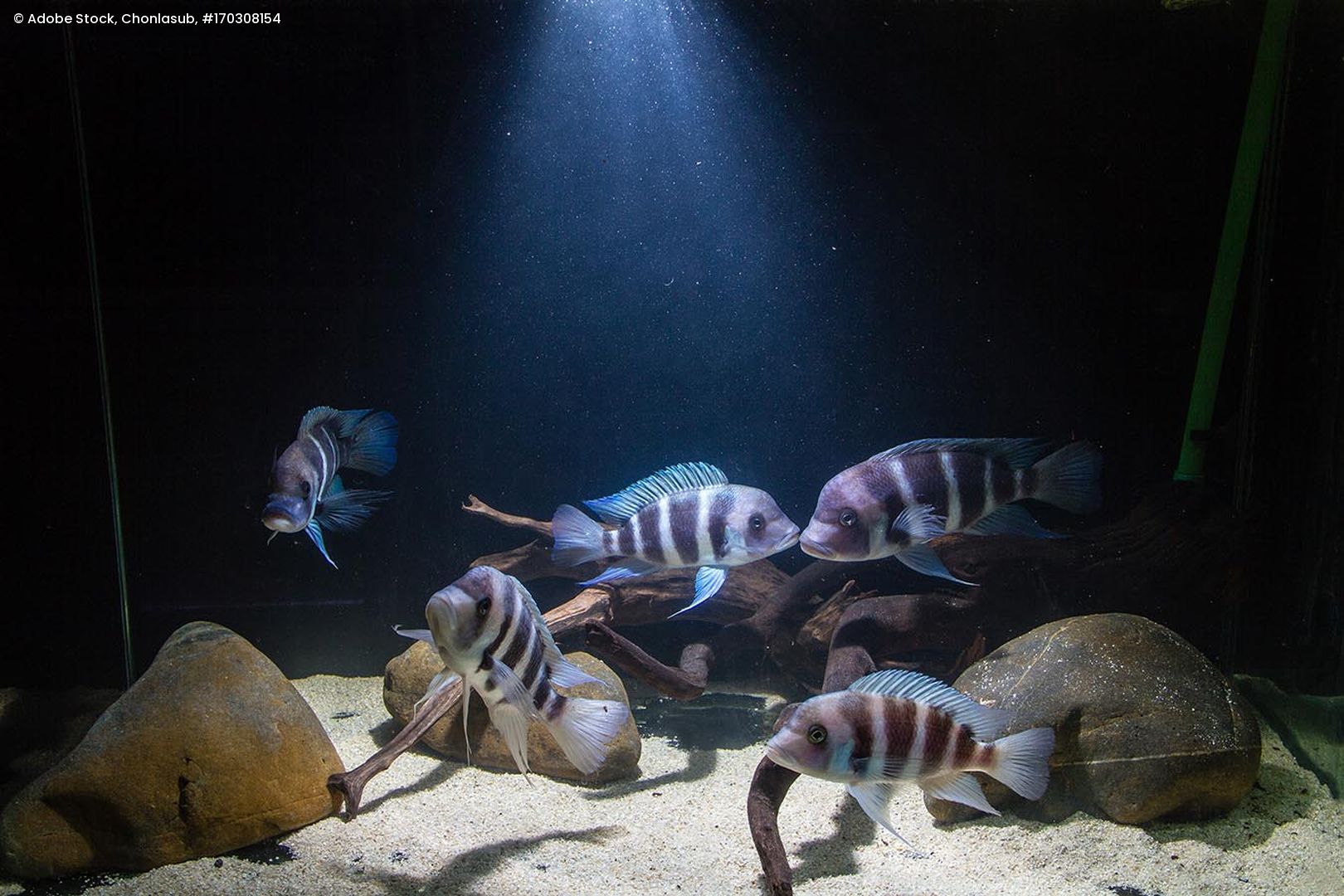 Fünf Frontosa-Cichliden mit gestreiftem Muster schwimmen über sandigem Boden mit Steinen und Ästen in einem dunklen Aquarium mit Lichtstrahl von oben
