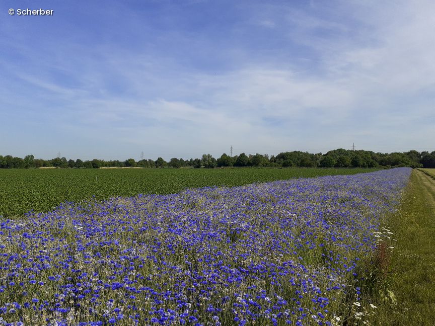 Feld mit lila Blumen