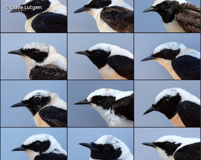 Black- and white-throated males of the Oenanthe hispanica complex.