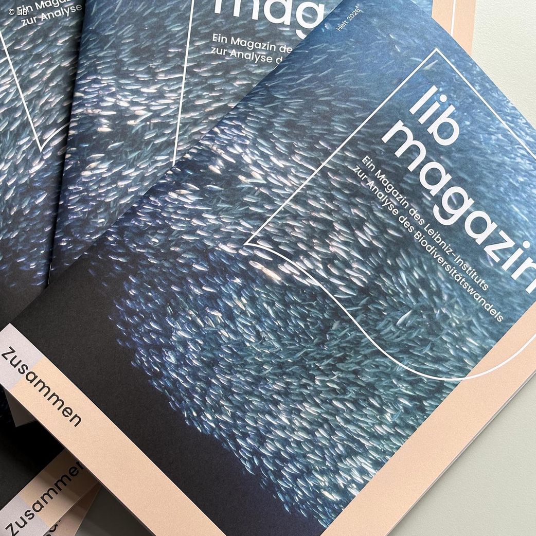 Mehrere Ausgaben des Magazins »lib magazin« mit einem Titelbild, das ein dichtes Fischschwarmmuster zeigt.