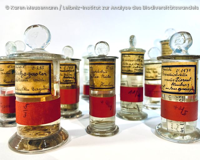 Mehrere Glasgefäße mit Stopfen, gefüllt mit kleinen Objekten und beschriftet mit handgeschriebenen Etiketten und roten Bändern.