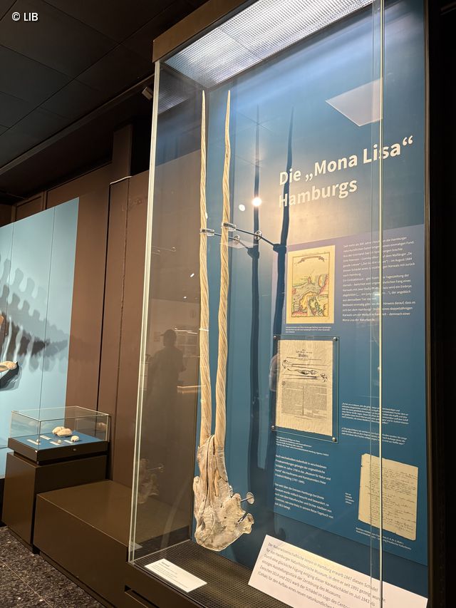 Der Hamburger Narwal im Museum der Natur Hamburg