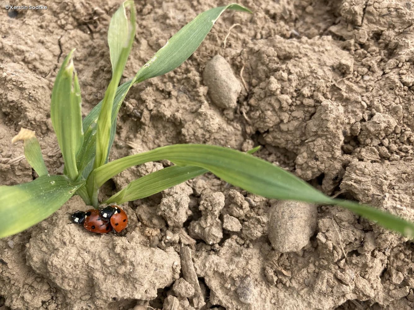 Marienkäfer