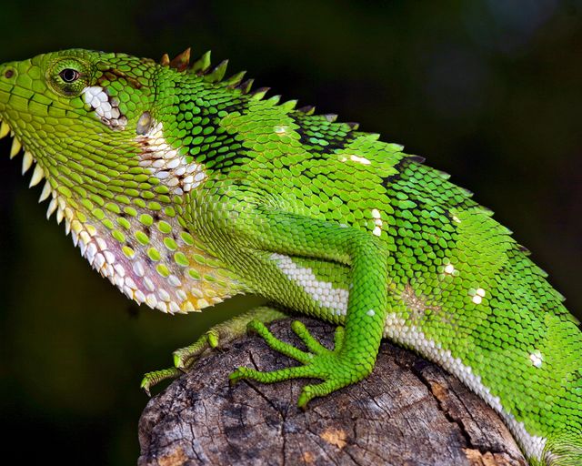 Polychrus peruvianus