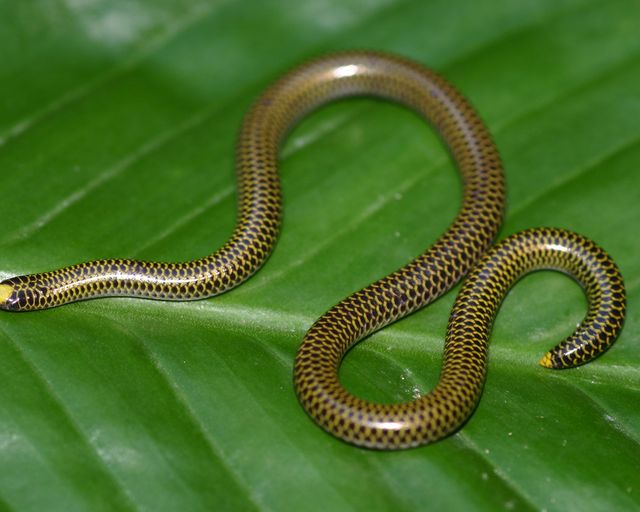 Epictia antoniogarciai