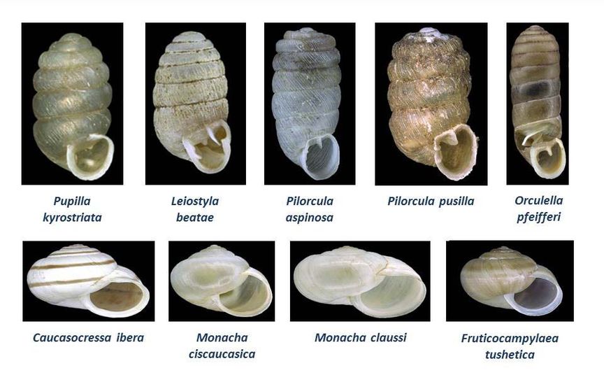 Verschiedene Schneckenhäuser