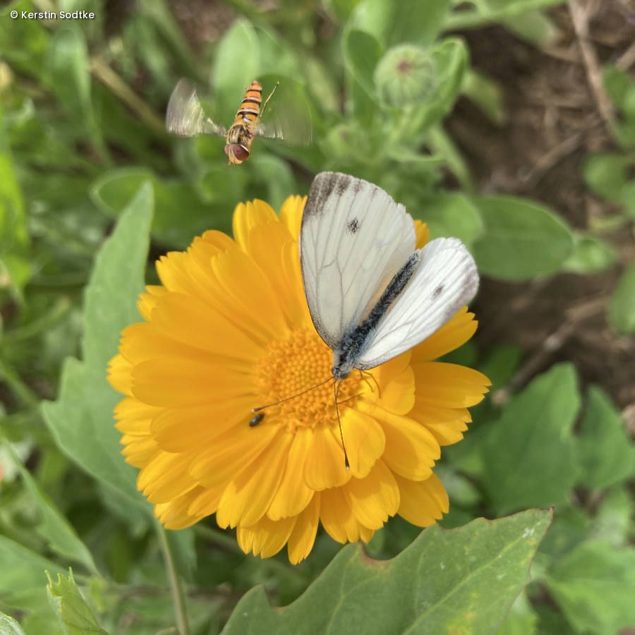 Ringelblume mit Schmetterling