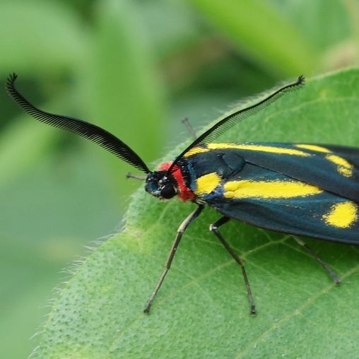 Käfer auf Blatt
