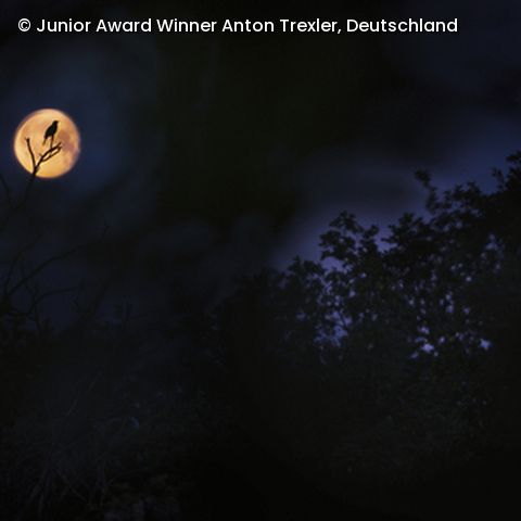 Mondschein bei Nacht