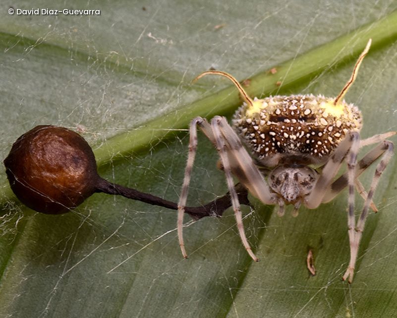 Taczanowskia waska newly discovered spider with an ovisac