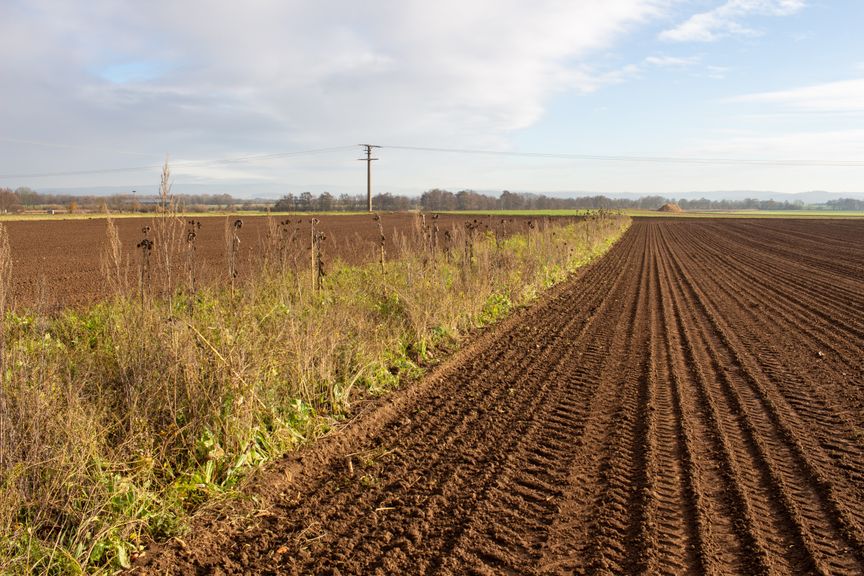 braches Feld neben bewachsenem Feld