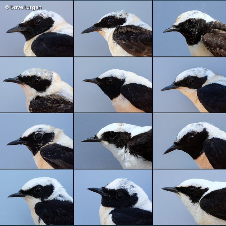 Schwarz- und weisskehlige Männchen aus dem Oenanthe hispanica-Komplex.