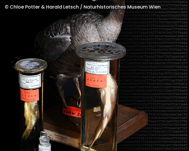 Präparierte Gans mit zwei in Glasgefäßen konservierten Fischproben vor schwarzem Hintergrund, im Hintergrund DNA-Sequenzmuster.