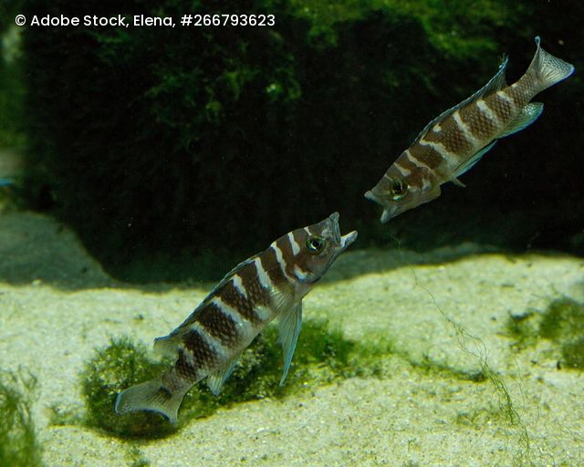 Zwei Neolamprologus cylindricus, zylindrische Buntbarsche mit gestreiftem Muster, schwimmen über sandigem Grund vor dunklem Hintergrund.