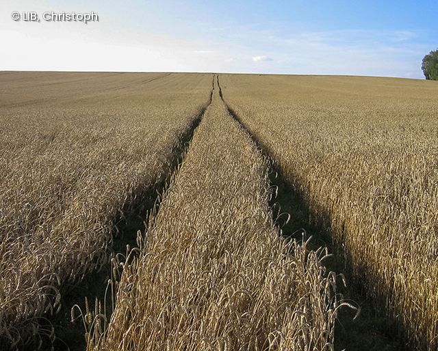 Weizen Feld