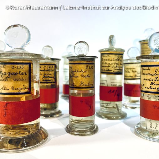 Mehrere Glasgefäße mit Stopfen, gefüllt mit kleinen Objekten und beschriftet mit handgeschriebenen Etiketten und roten Bändern.