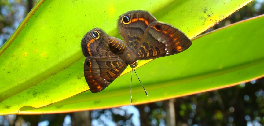 Falter auf Blatt