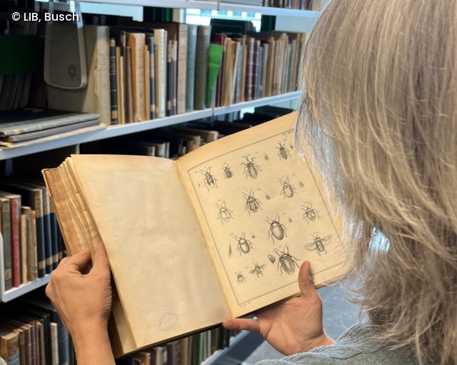 Katharina Schmidt-Loske blättert in einem historischen Buch mit Illustrationen