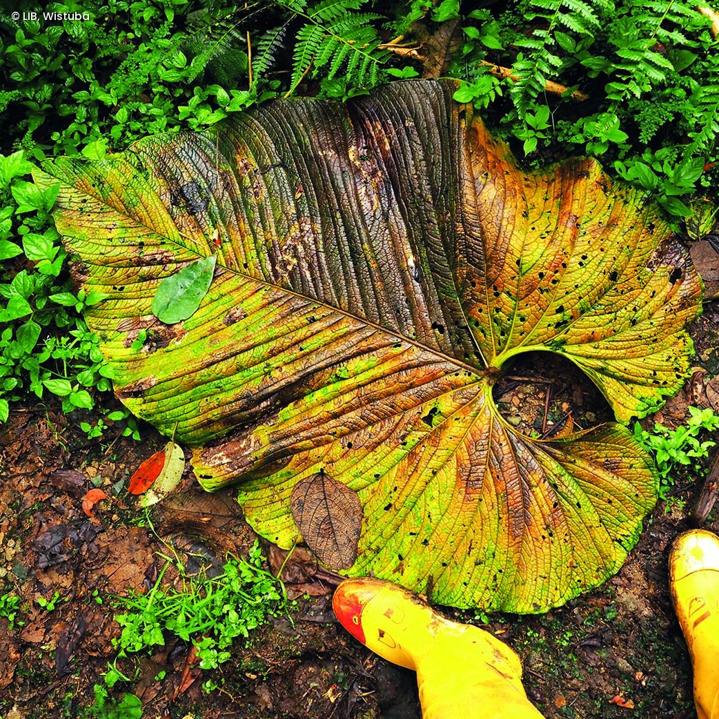 Großes, teilweise verwelktes Blatt auf feuchtem Waldboden umgeben von grünem Laub und gelben Gummistiefeln