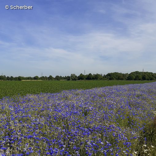 Feld mit lila Blumen